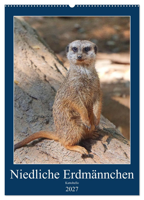 Niedliche Erdmännchen (CALVENDO Wandkalender 2027)