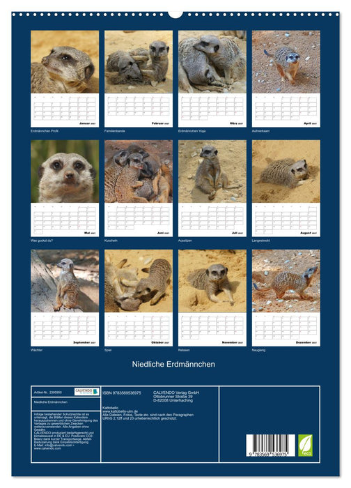 Niedliche Erdmännchen (CALVENDO Wandkalender 2027)