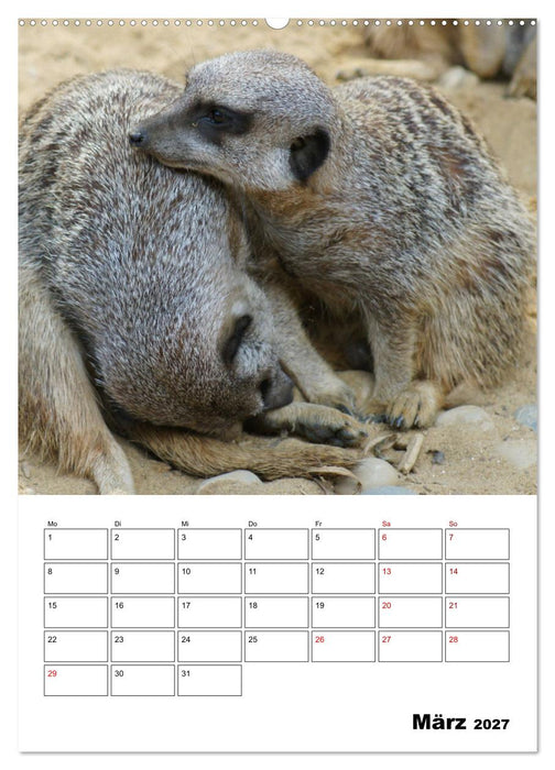 Niedliche Erdmännchen (CALVENDO Wandkalender 2027)