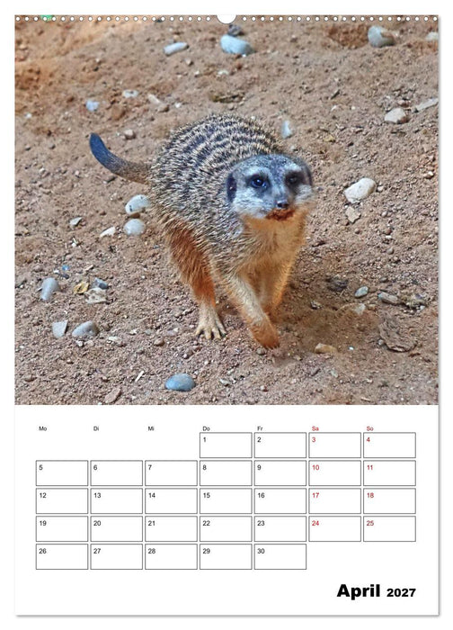 Niedliche Erdmännchen (CALVENDO Wandkalender 2027)