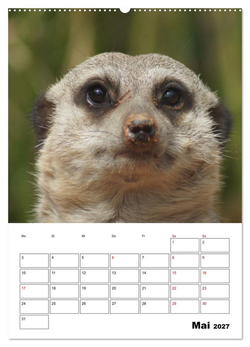 Niedliche Erdmännchen (CALVENDO Wandkalender 2027)