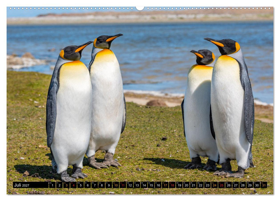 Die Pinguine der Falklandinseln (CALVENDO Premium Wandkalender 2027)