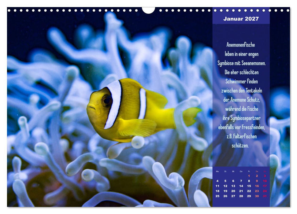 Abgetaucht! Entdecke die Unterwasserwelt des Roten Meeres (CALVENDO Wandkalender 2027)
