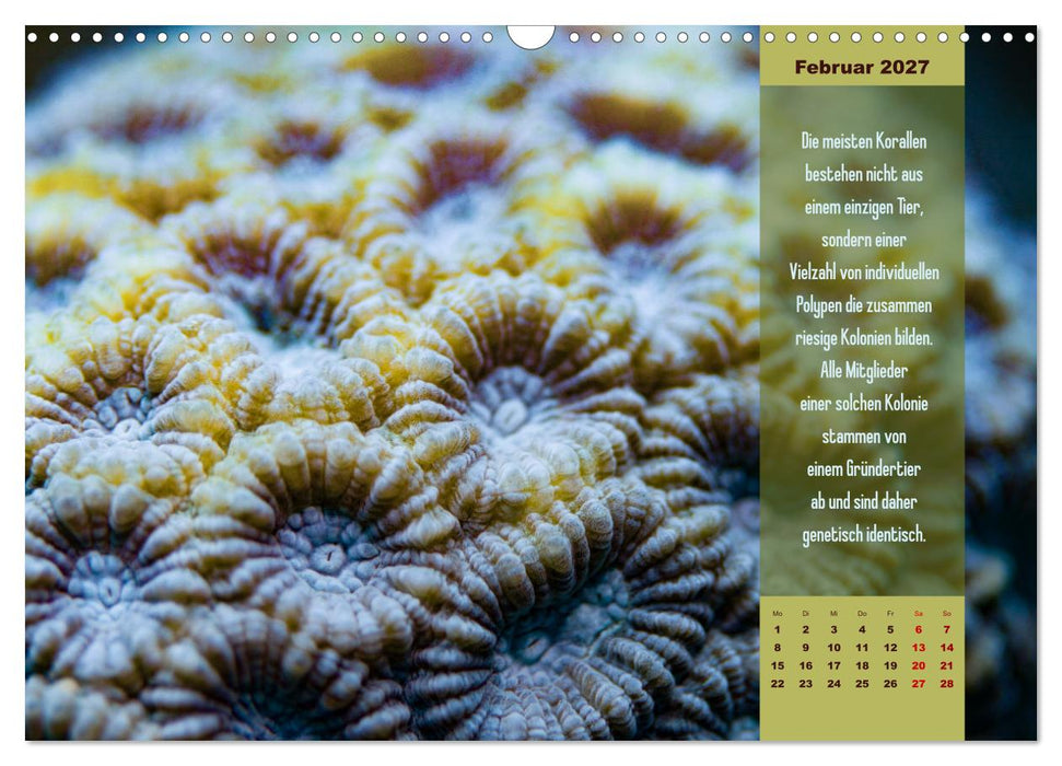 Abgetaucht! Entdecke die Unterwasserwelt des Roten Meeres (CALVENDO Wandkalender 2027)