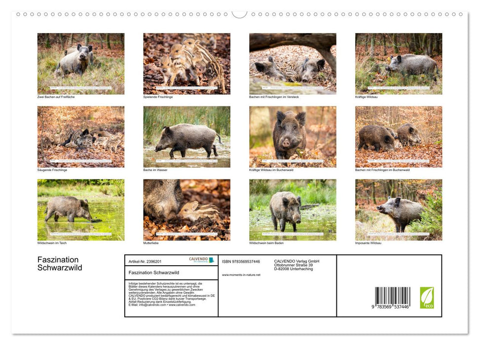 Faszination Schwarzwild (CALVENDO Wandkalender 2027)