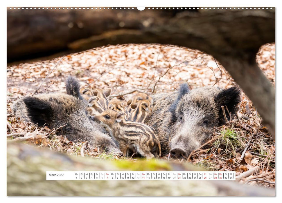 Faszination Schwarzwild (CALVENDO Wandkalender 2027)