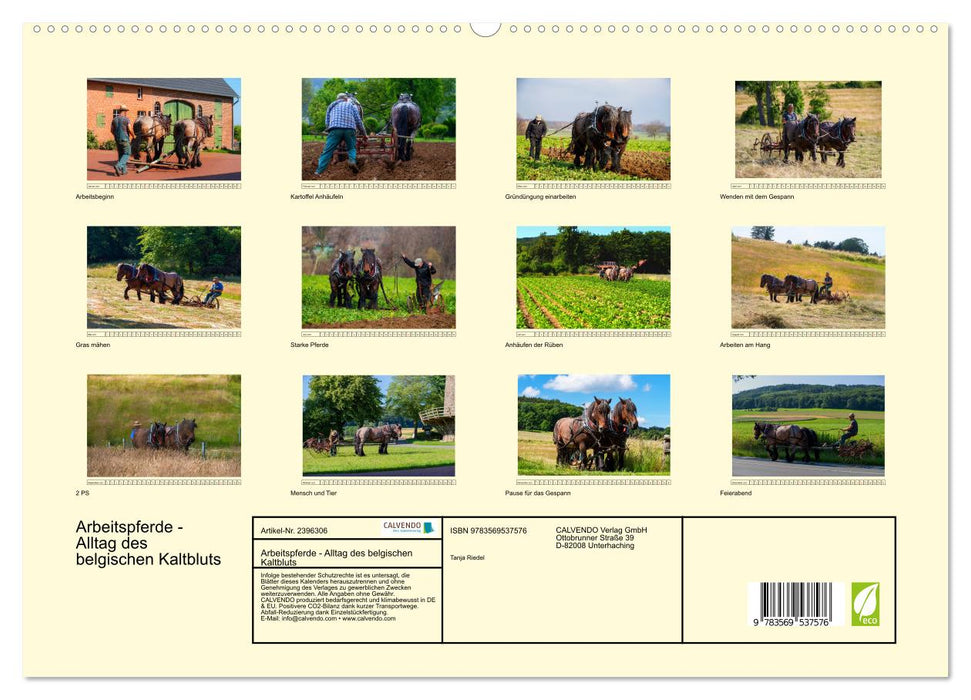 Arbeitspferde - Alltag des belgischen Kaltbluts (CALVENDO Wandkalender 2027)