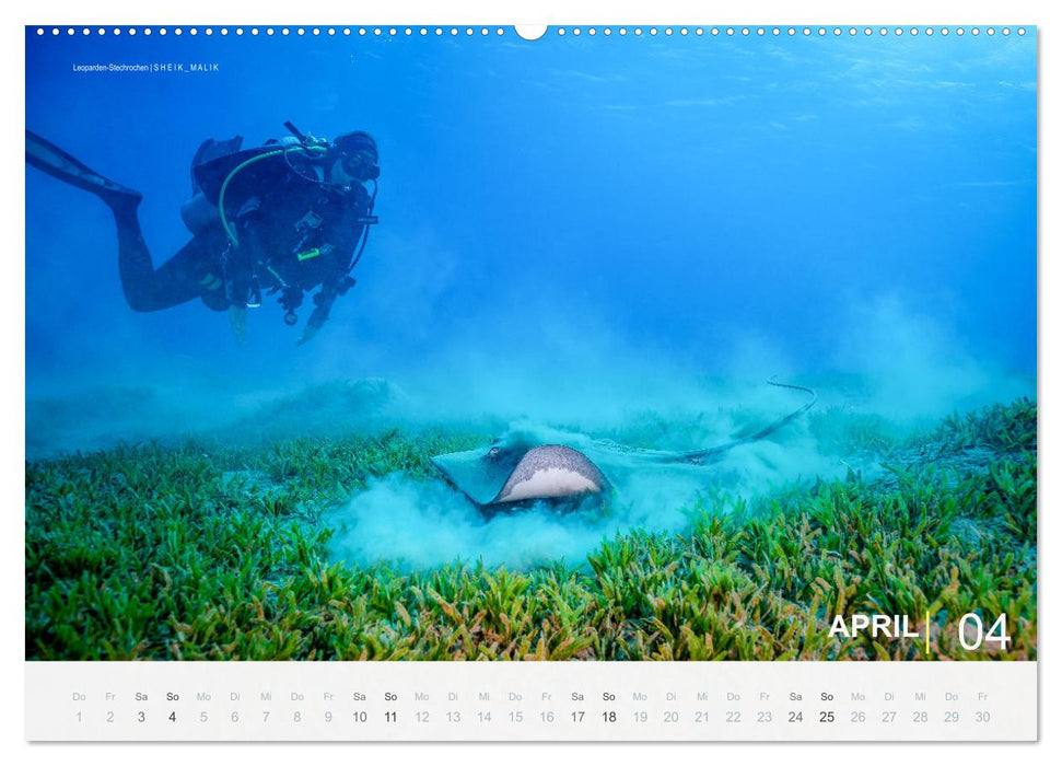 Die schönsten Korallenriffe zum Tauchen in Ägypten (CALVENDO Premium Wandkalender 2027)