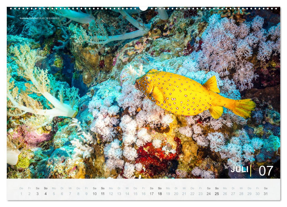 Die schönsten Korallenriffe zum Tauchen in Ägypten (CALVENDO Premium Wandkalender 2027)