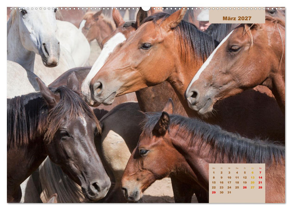 Pferde - Andalusiens wilder Westen (CALVENDO Wandkalender 2027)