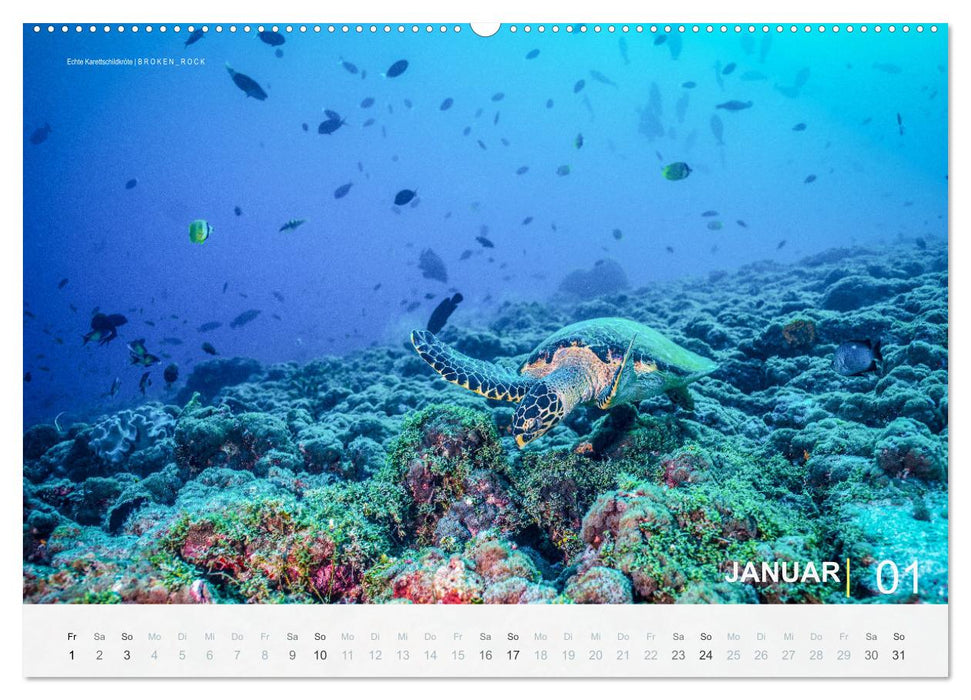 Die schönsten Korallenriffe zum Tauchen auf den Malediven (CALVENDO Premium Wandkalender 2027)