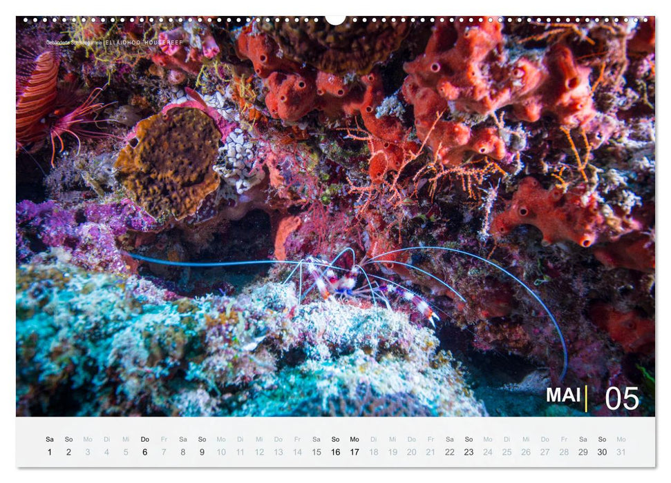 Die schönsten Korallenriffe zum Tauchen auf den Malediven (CALVENDO Premium Wandkalender 2027)