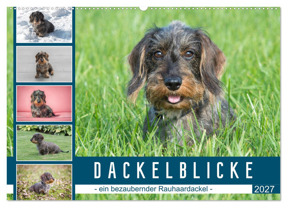 Dackelblicke - ein bezaubernder Rauhaardackel (CALVENDO Wandkalender 2027)