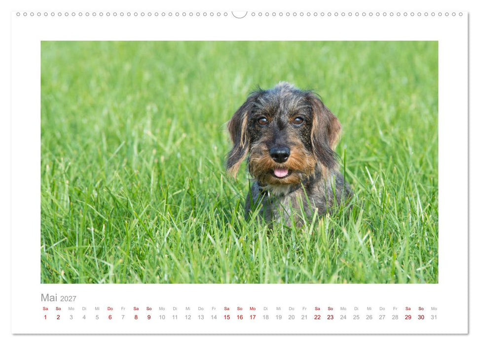 Dackelblicke - ein bezaubernder Rauhaardackel (CALVENDO Wandkalender 2027)