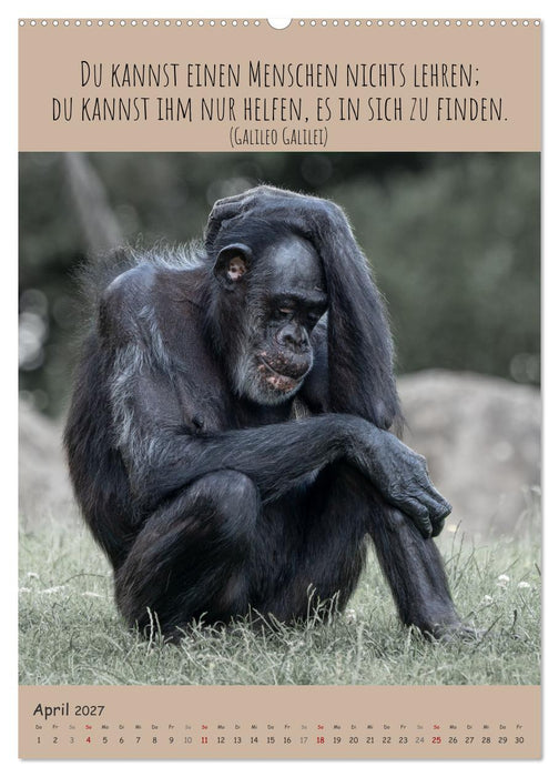 Besinnliche Schimpansen (CALVENDO Wandkalender 2027)