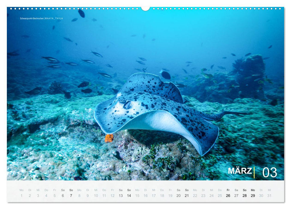 Die schönsten Korallenriffe zum Tauchen auf den Malediven (CALVENDO Wandkalender 2027)