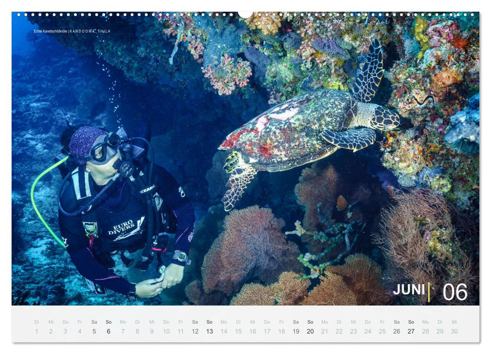 Die schönsten Korallenriffe zum Tauchen auf den Malediven (CALVENDO Wandkalender 2027)