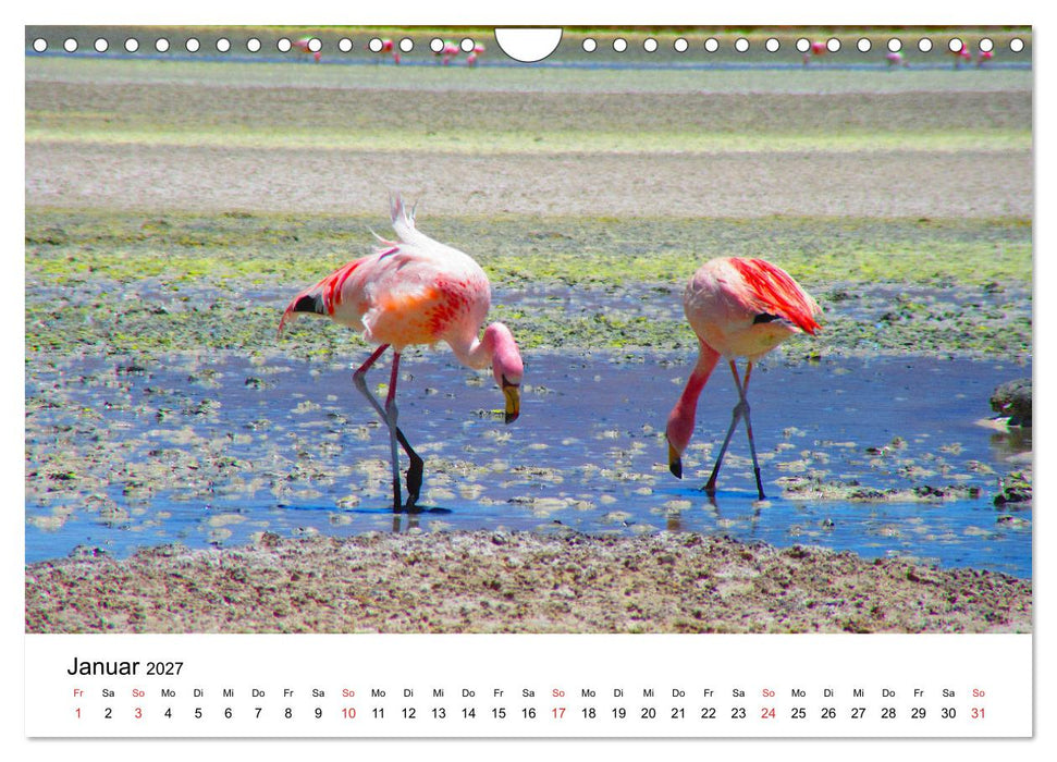 Mein Flamingo Jahr (CALVENDO Wandkalender 2027)