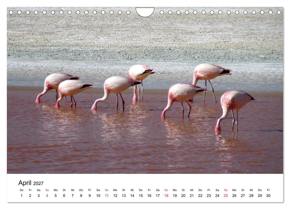 Mein Flamingo Jahr (CALVENDO Wandkalender 2027)
