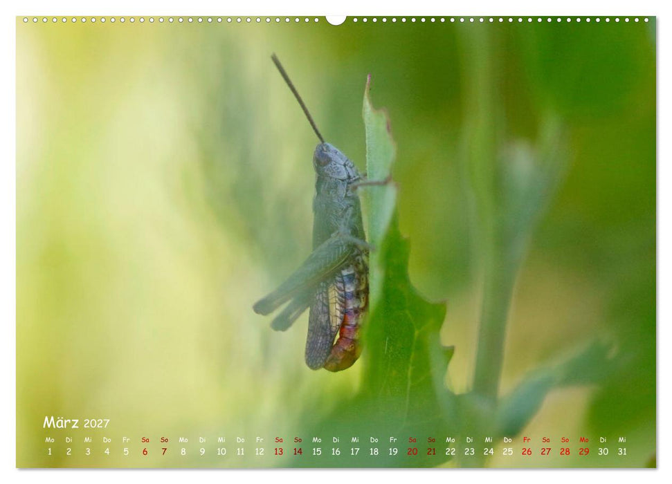 Tierische Untermieter (CALVENDO Premium Wandkalender 2027)