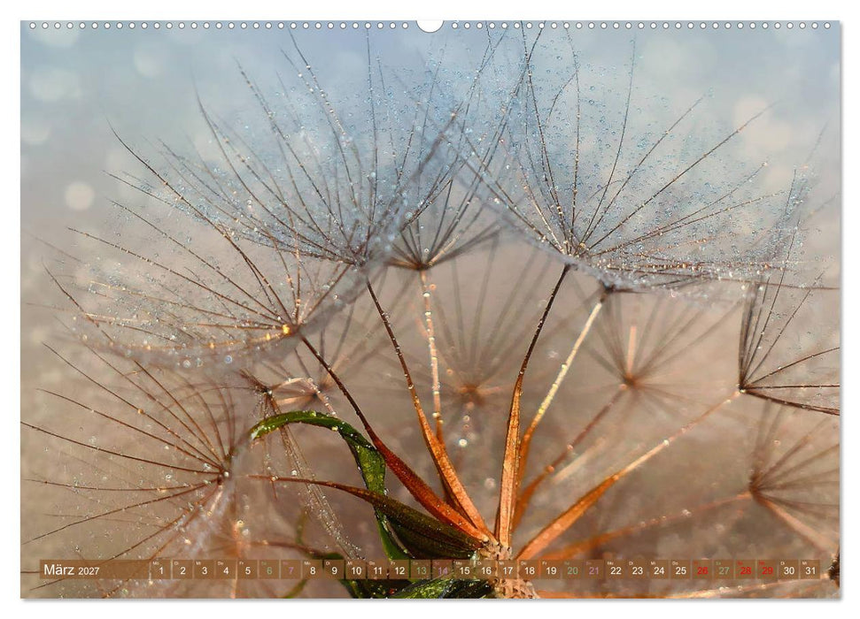 AUGENBLICK ZAUBER (CALVENDO Premium Wandkalender 2027)