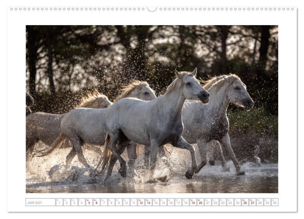 Pferdeparadies Camargue (CALVENDO Wandkalender 2027)