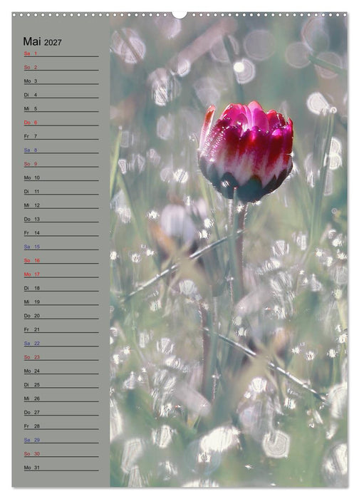 Pastell-Zauber (CALVENDO Wandkalender 2027)