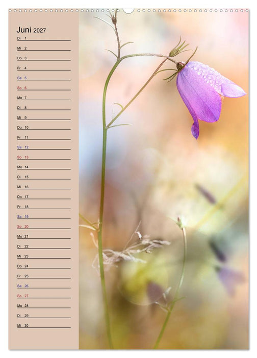 Pastell-Zauber (CALVENDO Wandkalender 2027)