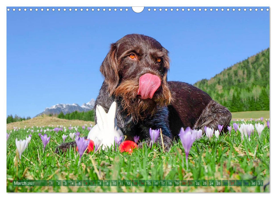 Pointer Power (CALVENDO Monthly Calendar 2027)