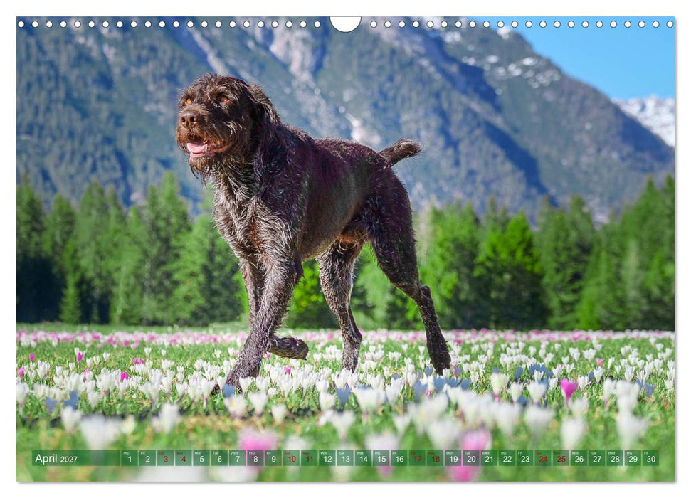 Pointer Power (CALVENDO Monthly Calendar 2027)