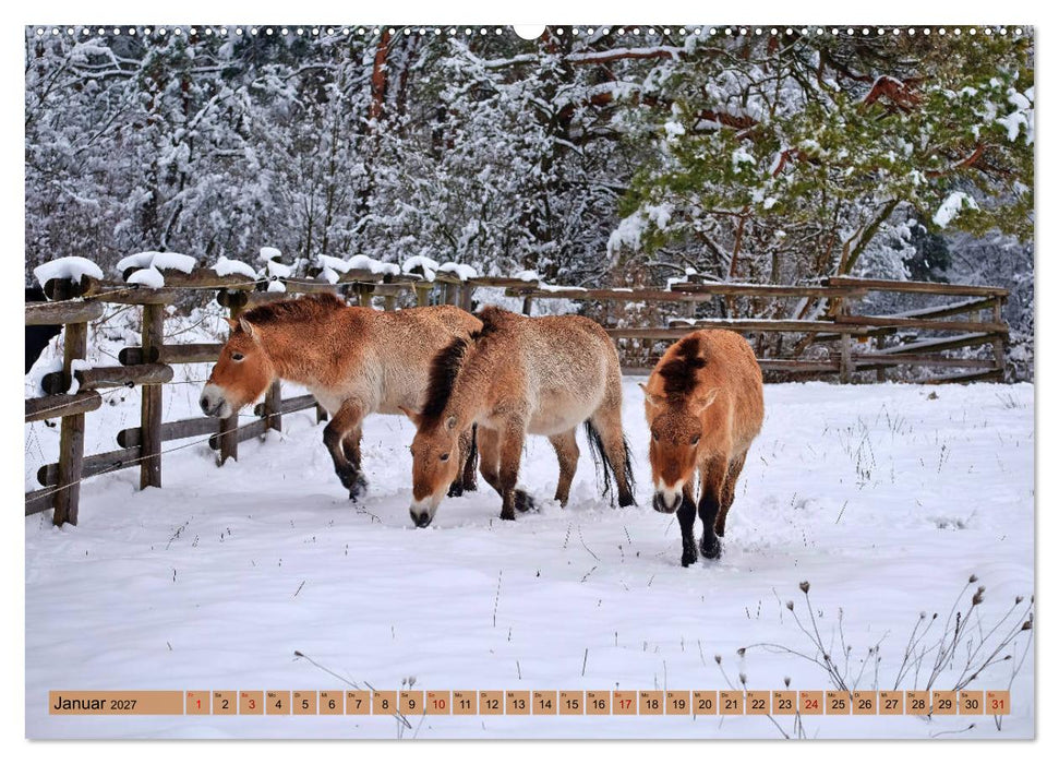 Komm mit Ausflugsziele rund um Augsburg (CALVENDO Premium Wandkalender 2027)