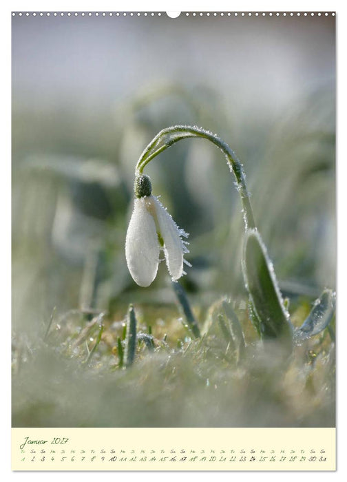 Blütenzauber im Garten (CALVENDO Wandkalender 2027)