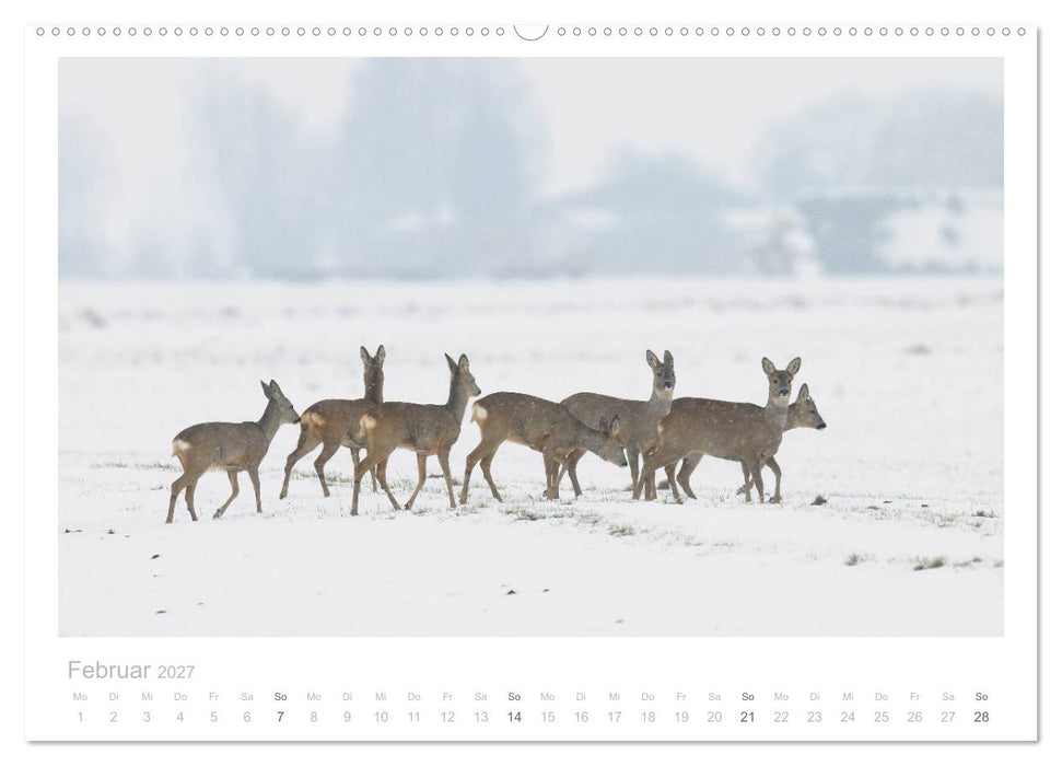Rehwild 2027 (CALVENDO Wandkalender 2027)