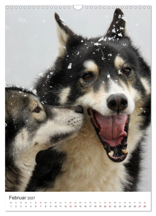 Faszination Husky (CALVENDO Wandkalender 2027)