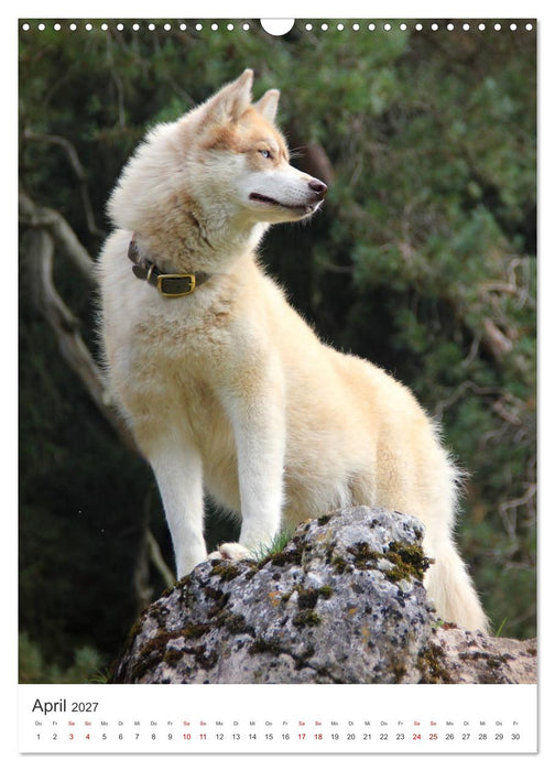 Faszination Husky (CALVENDO Wandkalender 2027)