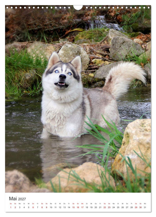 Faszination Husky (CALVENDO Wandkalender 2027)