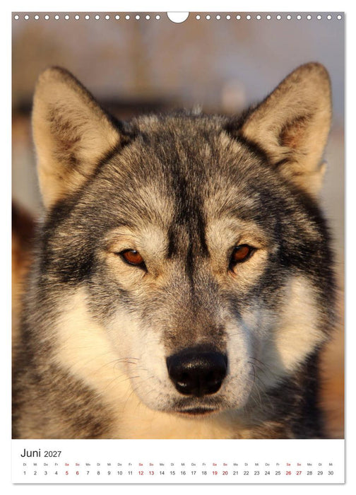 Faszination Husky (CALVENDO Wandkalender 2027)