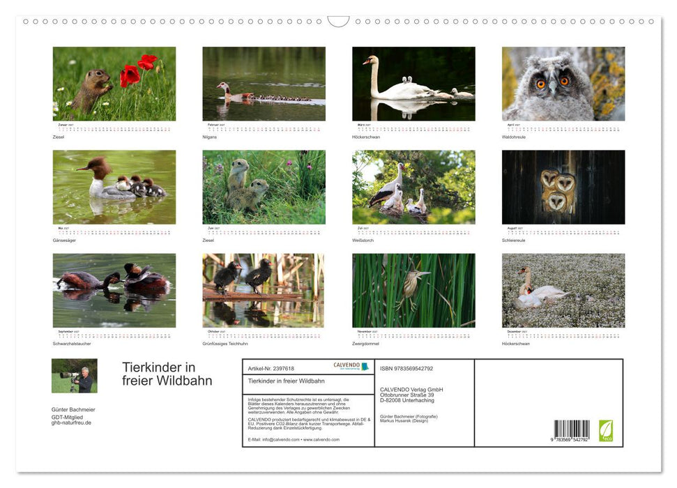 Tierkinder in freier Wildbahn (CALVENDO Wandkalender 2027)