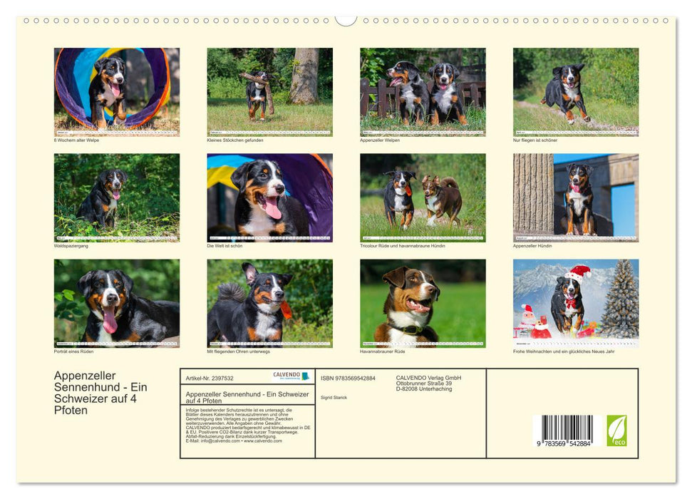 Appenzeller Sennenhund - Ein Schweizer auf 4 Pfoten (CALVENDO Premium Wandkalender 2027)