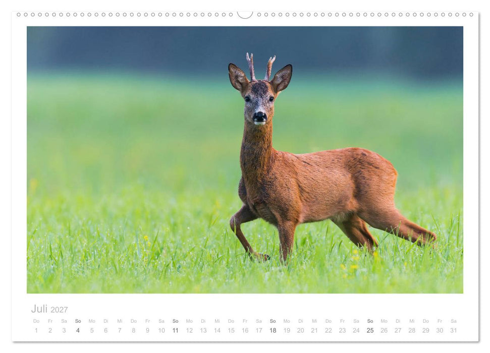 Rehwild 2027 (CALVENDO Premium Wandkalender 2027)