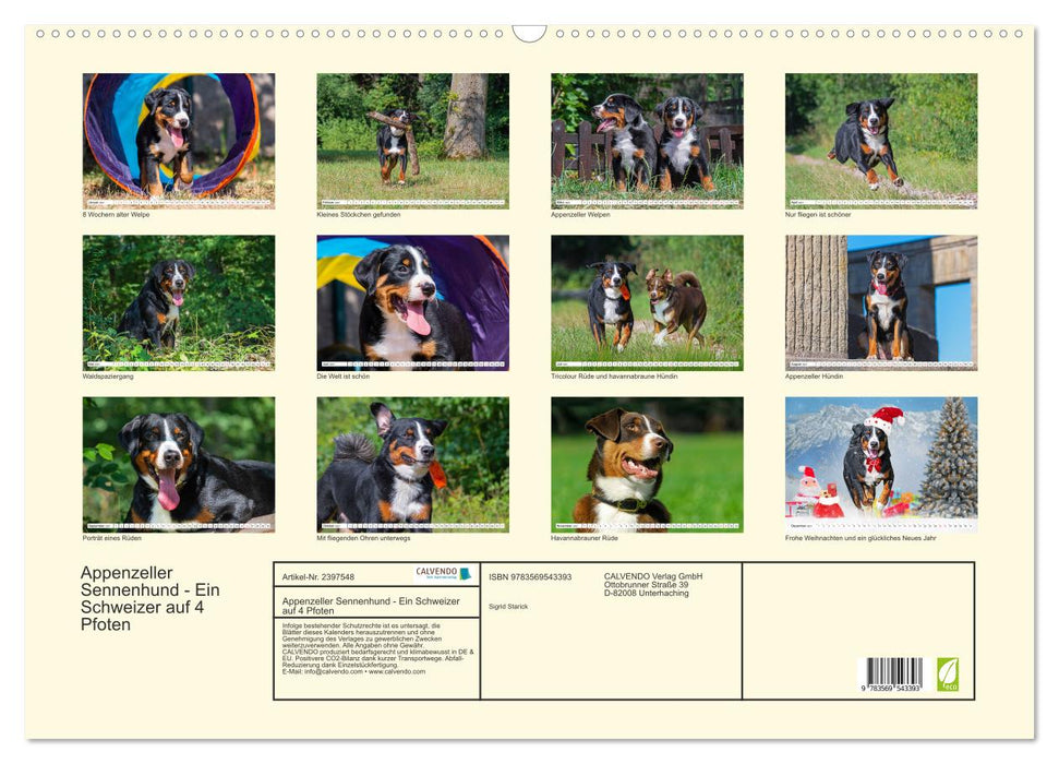 Appenzeller Sennenhund - Ein Schweizer auf 4 Pfoten (CALVENDO Wandkalender 2027)