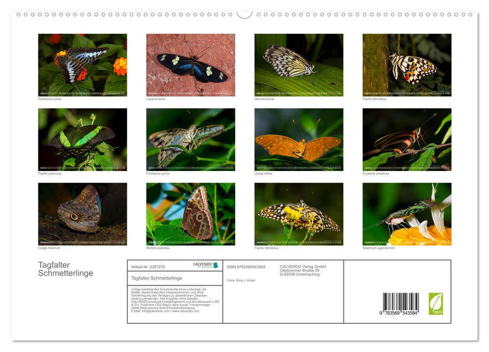 Tagfalter Schmetterlinge (CALVENDO Premium Wandkalender 2027)