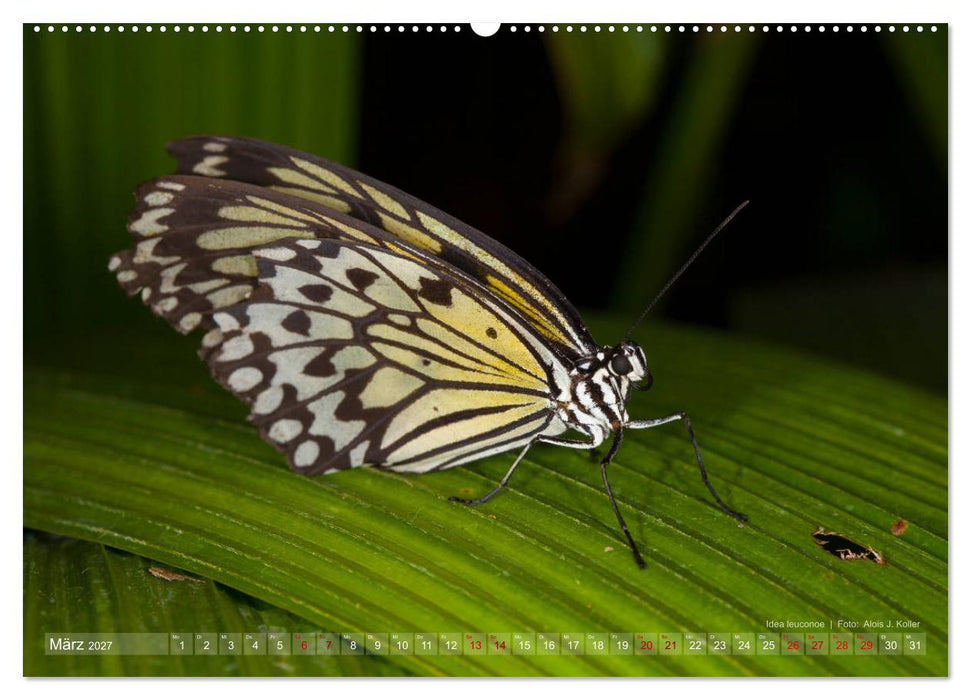 Tagfalter Schmetterlinge (CALVENDO Premium Wandkalender 2027)