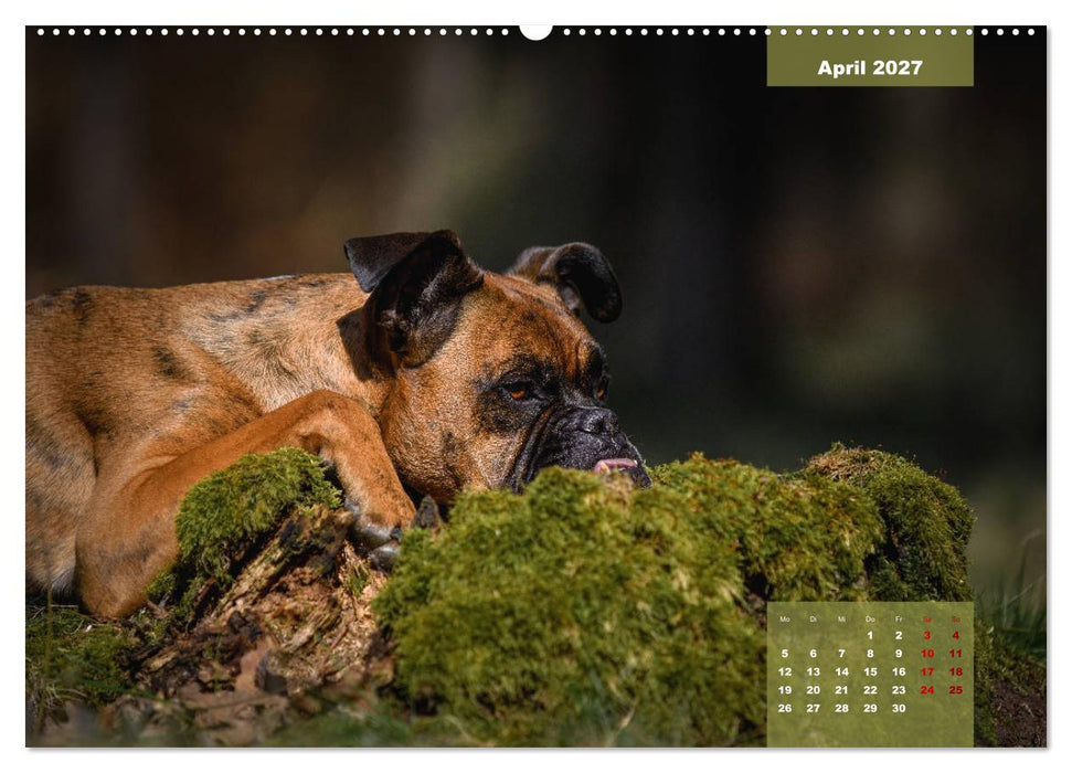 Boxer Frech und fröhlich durch das Jahr (CALVENDO Wandkalender 2027)