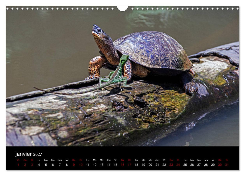 Costa Rica Paradis de la Biodiversité (CALVENDO Calendrier mensuel 2027)