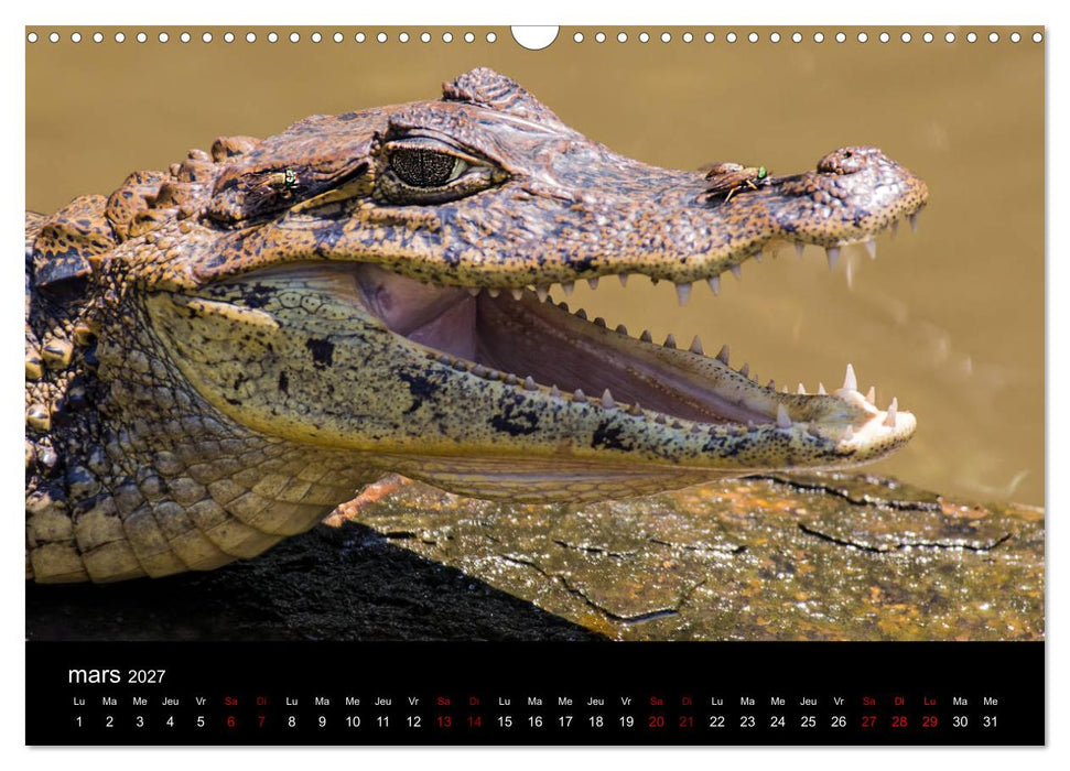 Costa Rica Paradis de la Biodiversité (CALVENDO Calendrier mensuel 2027)
