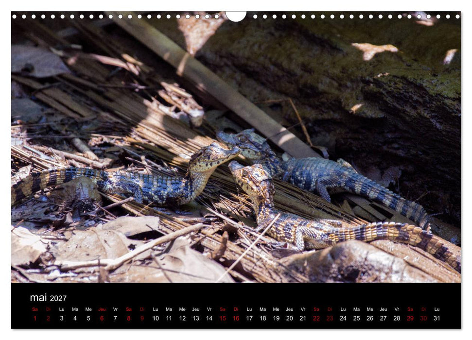 Costa Rica Paradis de la Biodiversité (CALVENDO Calendrier mensuel 2027)