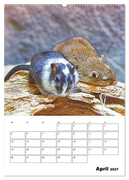 Mongolische Rennmäuse (CALVENDO Premium Wandkalender 2027)