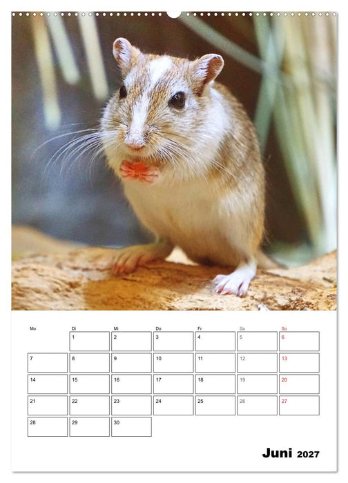 Mongolische Rennmäuse (CALVENDO Premium Wandkalender 2027)