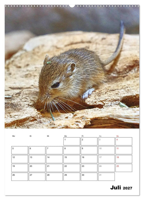 Mongolische Rennmäuse (CALVENDO Premium Wandkalender 2027)